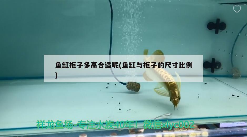 龍魚(yú)單養(yǎng)好還是有配魚(yú)好：龍魚(yú)要單養(yǎng)好還是混養(yǎng)好