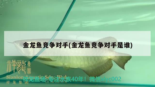 金龍魚(yú)競(jìng)爭(zhēng)對(duì)手(金龍魚(yú)競(jìng)爭(zhēng)對(duì)手是誰(shuí))