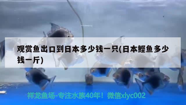 觀賞魚出口到日本多少錢一只(日本鰹魚多少錢一斤) 觀賞魚進(jìn)出口