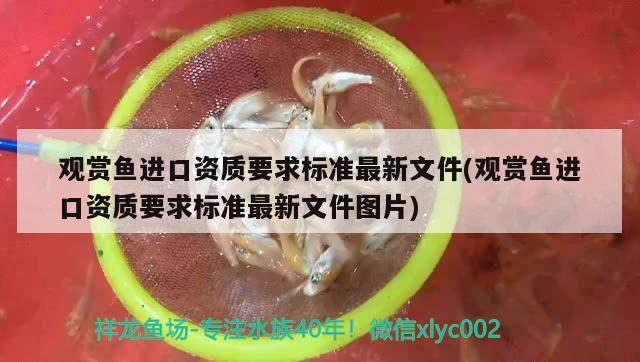 觀賞魚進口資質(zhì)要求標(biāo)準(zhǔn)最新文件(觀賞魚進口資質(zhì)要求標(biāo)準(zhǔn)最新文件圖片)