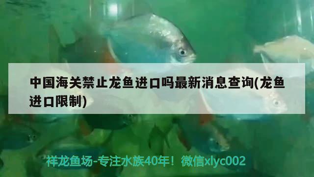 中國(guó)海關(guān)禁止龍魚進(jìn)口嗎最新消息查詢(龍魚進(jìn)口限制)