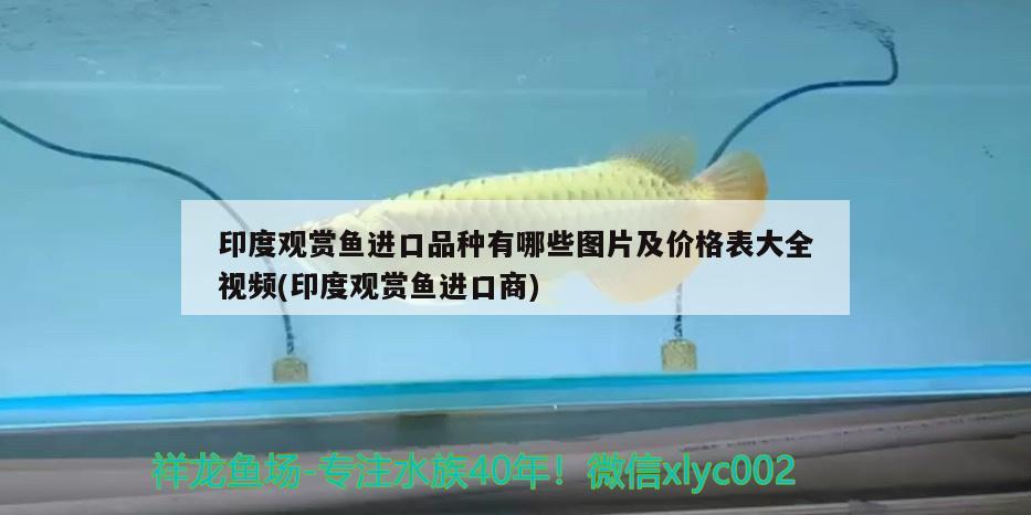 印度觀賞魚(yú)進(jìn)口品種有哪些圖片及價(jià)格表大全視頻(印度觀賞魚(yú)進(jìn)口商)