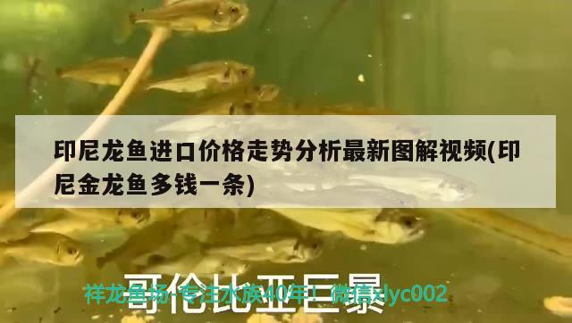 印尼龍魚進口價格走勢分析最新圖解視頻(印尼金龍魚多錢一條) 觀賞魚進出口