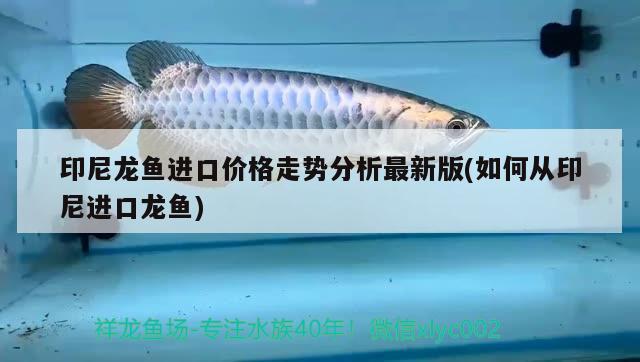 印尼龍魚進口價格走勢分析最新版(如何從印尼進口龍魚) 觀賞魚進出口 第2張