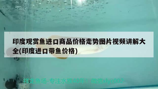 印度觀賞魚進口商品價格走勢圖片視頻講解大全(印度進口帶魚價格)