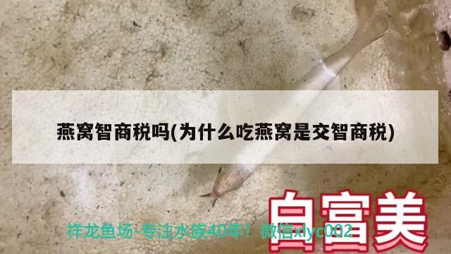 燕窩智商稅嗎(為什么吃燕窩是交智商稅) 馬來西亞燕窩