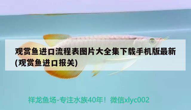 魚缸養(yǎng)鰱鳙喂什么好（鰱魚晚上喜歡燈光嗎） 紅魔王銀版魚 第2張