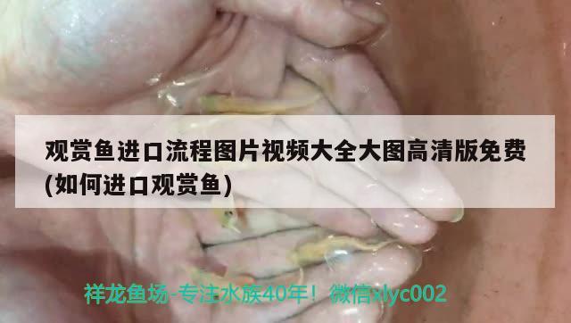 觀賞魚進(jìn)口流程圖片視頻大全大圖高清版免費(fèi)(如何進(jìn)口觀賞魚) 觀賞魚進(jìn)出口