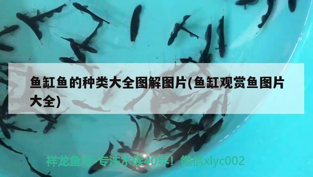 魚(yú)缸魚(yú)的種類大全圖解圖片(魚(yú)缸觀賞魚(yú)圖片大全)