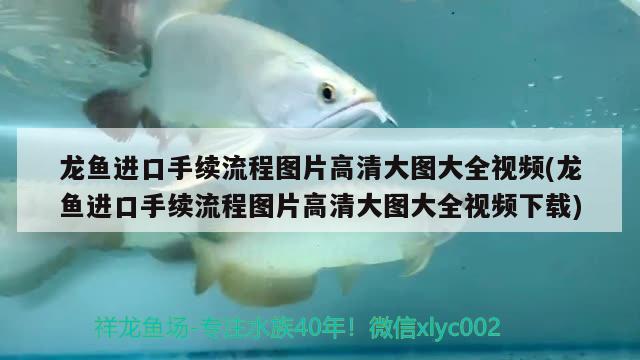 龍魚進口手續(xù)流程圖片高清大圖大全視頻(龍魚進口手續(xù)流程圖片高清大圖大全視頻下載) 觀賞魚進出口