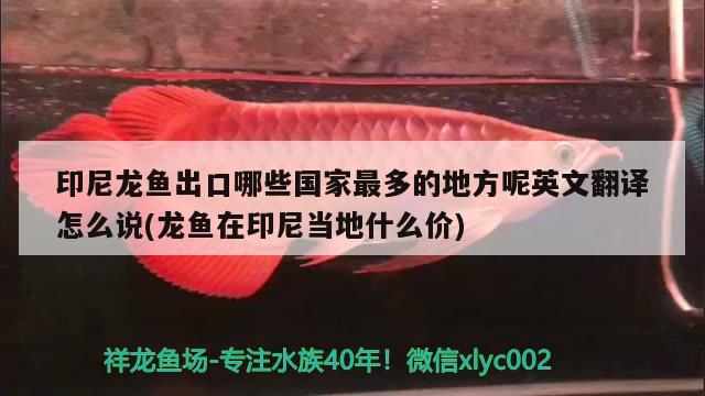 印尼龍魚出口哪些國家最多的地方呢英文翻譯怎么說(龍魚在印尼當(dāng)?shù)厥裁磧r(jià)) 觀賞魚進(jìn)出口