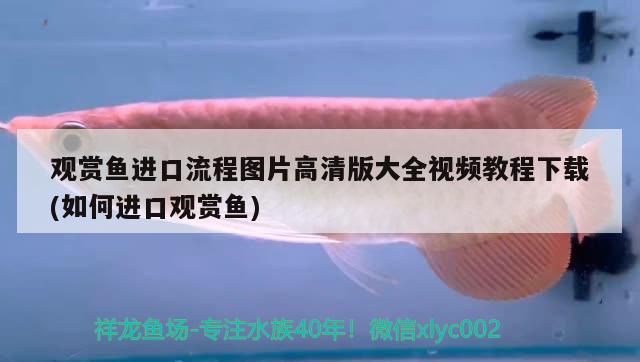 觀賞魚進口流程圖片高清版大全視頻教程下載(如何進口觀賞魚)