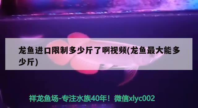 蘭州水族館46公分長(zhǎng)鰭大尾 觀賞蝦蟹等飼料 第3張