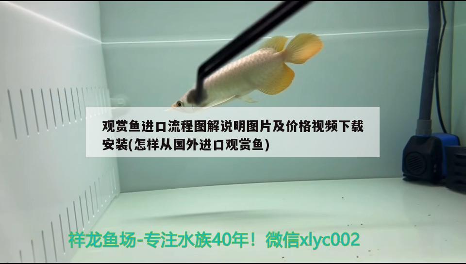 觀賞魚進口流程圖解說明圖片及價格視頻下載安裝(怎樣從國外進口觀賞魚) 觀賞魚進出口