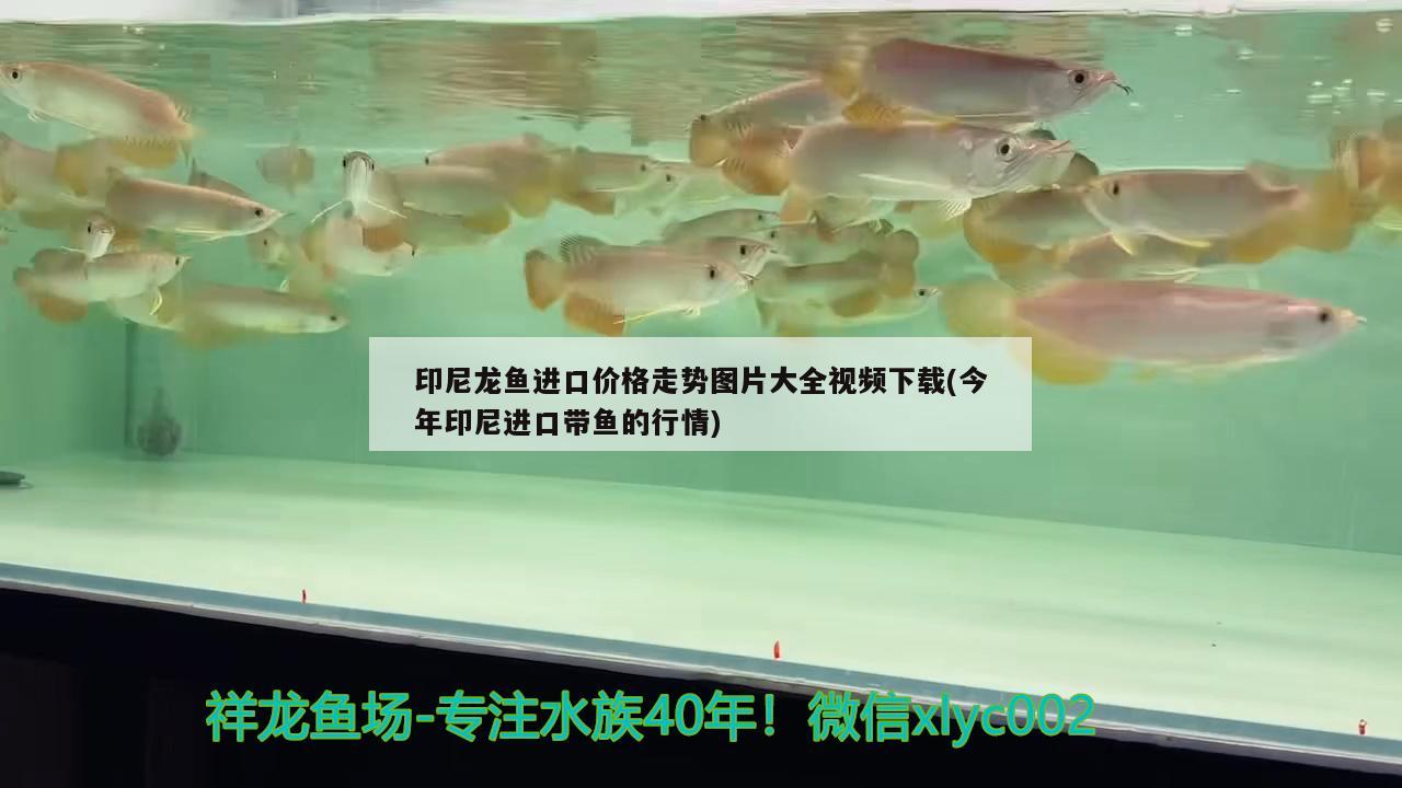 魚缸排水口漏水怎么辦(魚缸排水口漏水怎么辦小妙招)