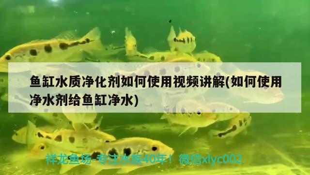 龍魚虎魚混養(yǎng)視頻教程全集（龍魚虎魚混養(yǎng)視頻教程全集免費(fèi)觀看） 虎魚百科 第2張