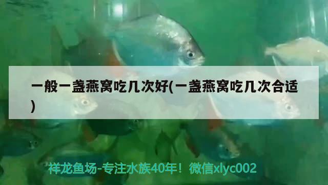 10厘米左右的觀(guān)賞魚(yú)，血鸚鵡和鸚鵡魚(yú)的區(qū)別