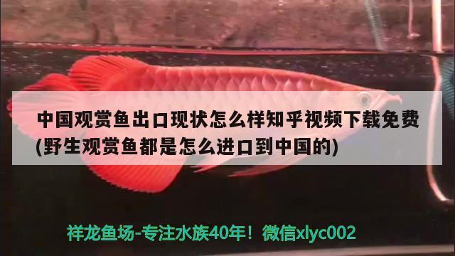 中國觀賞魚出口現狀怎么樣知乎視頻下載免費(野生觀賞魚都是怎么進口到中國的) 觀賞魚進出口