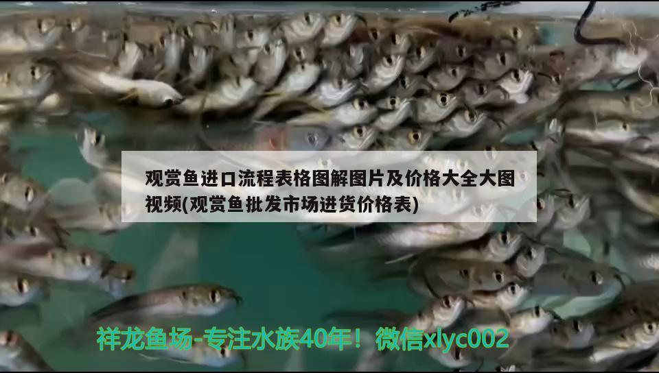 觀賞魚進(jìn)口流程表格圖解圖片及價格大全大圖視頻(觀賞魚批發(fā)市場進(jìn)貨價格表) 觀賞魚進(jìn)出口