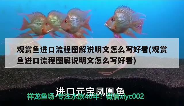 龍魚缸制作視頻教程全集免費觀看（龍魚缸制作視頻教程全集免費觀看下載） 充氧泵 第3張