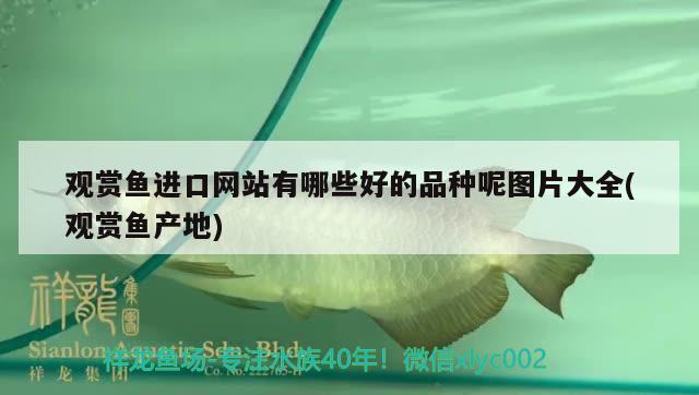 觀賞魚(yú)進(jìn)口網(wǎng)站有哪些好的品種呢圖片大全(觀賞魚(yú)產(chǎn)地) 觀賞魚(yú)進(jìn)出口