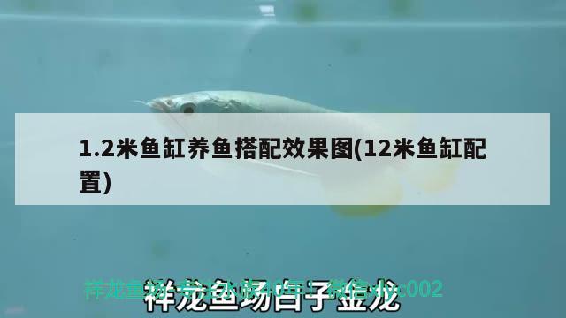 1.2米魚缸養(yǎng)魚搭配效果圖(12米魚缸配置) 沖氧泵