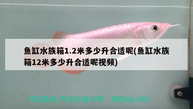 魚缸水族箱1.2米多少升合適呢(魚缸水族箱12米多少升合適呢視頻) 魚缸/水族箱