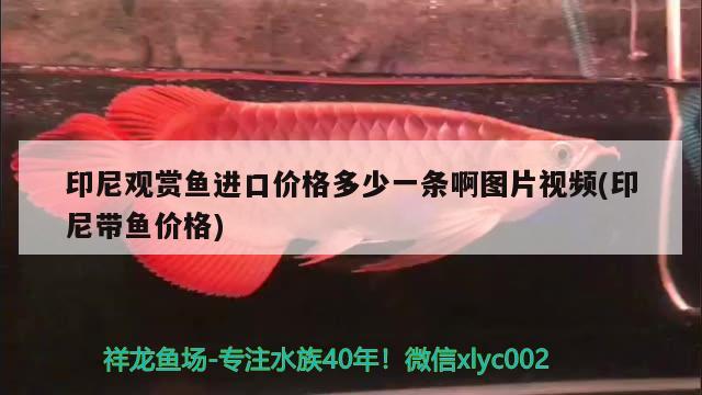 魚(yú)缸過(guò)濾器多少錢(qián)一套和養(yǎng)魚(yú)過(guò)濾器多少錢(qián)一套，魚(yú)缸的過(guò)濾器多少錢(qián)一套