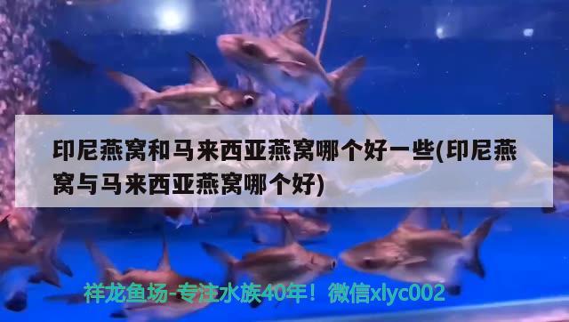 吳忠龍魚:中國吃的龍魚產(chǎn)自哪里