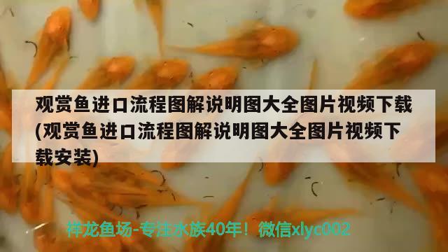 觀賞魚進口流程圖解說明圖大全圖片視頻下載(觀賞魚進口流程圖解說明圖大全圖片視頻下載安裝) 觀賞魚進出口