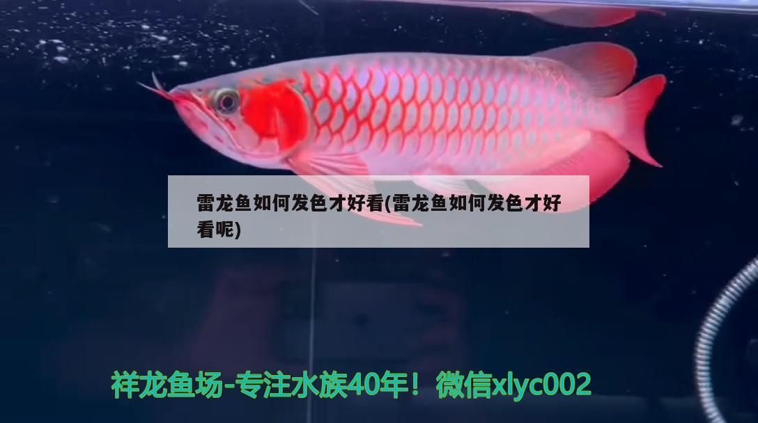 雷龍魚如何發(fā)色才好看(雷龍魚如何發(fā)色才好看呢) 巴西亞魚