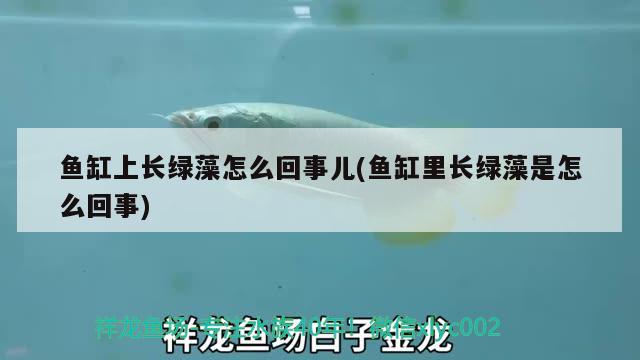 魚(yú)缸上長(zhǎng)綠藻怎么回事兒(魚(yú)缸里長(zhǎng)綠藻是怎么回事) 黃金達(dá)摩魚(yú)