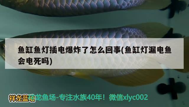 魚缸魚燈插電爆炸了怎么回事(魚缸燈漏電魚會電死嗎) 祥龍超血紅龍魚