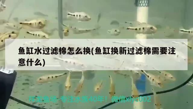 魚(yú)缸水過(guò)濾棉怎么換(魚(yú)缸換新過(guò)濾棉需要注意什么) 龍魚(yú)批發(fā) 第2張