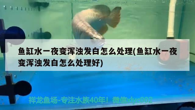 好吧我也愛上了 泰國虎魚 第2張