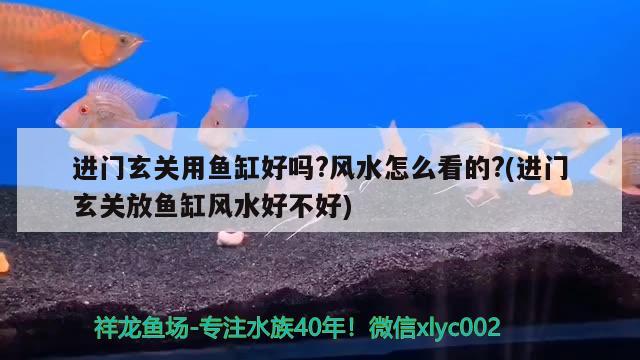 進門玄關用魚缸好嗎?風水怎么看的?(進門玄關放魚缸風水好不好) 魚缸風水