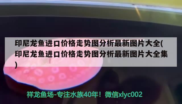 印尼龍魚進口價格走勢圖分析最新圖片大全(印尼龍魚進口價格走勢圖分析最新圖片大全集) 觀賞魚進出口