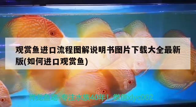 觀賞魚進口流程圖解說明書圖片下載大全最新版(如何進口觀賞魚) 觀賞魚進出口