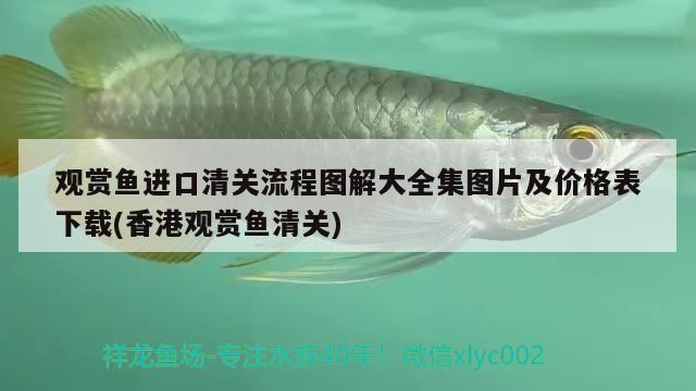 觀賞魚進(jìn)口清關(guān)流程圖解大全集圖片及價(jià)格表下載(香港觀賞魚清關(guān)) 觀賞魚進(jìn)出口