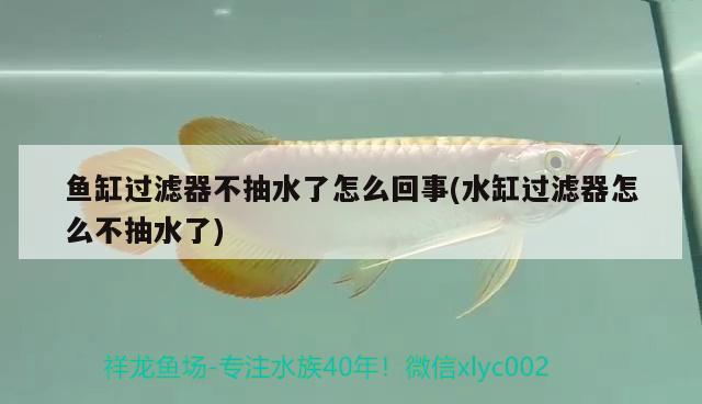 魚缸過濾器不抽水了怎么回事(水缸過濾器怎么不抽水了) 藍帆三間魚