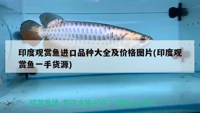 印度觀賞魚進(jìn)口品種大全及價(jià)格圖片(印度觀賞魚一手貨源)