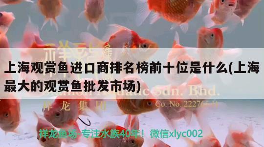 銀龍魚飼養(yǎng)方法大全圖解（銀龍魚飼養(yǎng)方法大全圖解圖片）