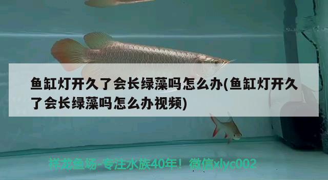 魚缸燈開久了會長綠藻嗎怎么辦(魚缸燈開久了會長綠藻嗎怎么辦視頻) 純血皇冠黑白魟魚