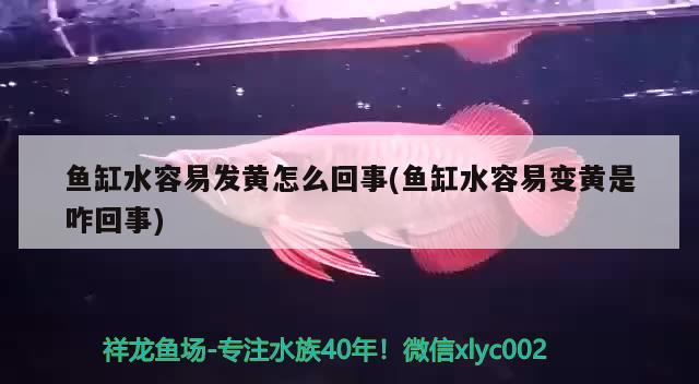 魚缸水容易發(fā)黃怎么回事(魚缸水容易變黃是咋回事) 龍鳳鯉魚