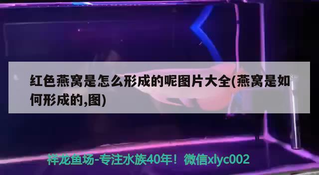 紅色燕窩是怎么形成的呢圖片大全(燕窩是如何形成的,圖) 馬來(lái)西亞燕窩