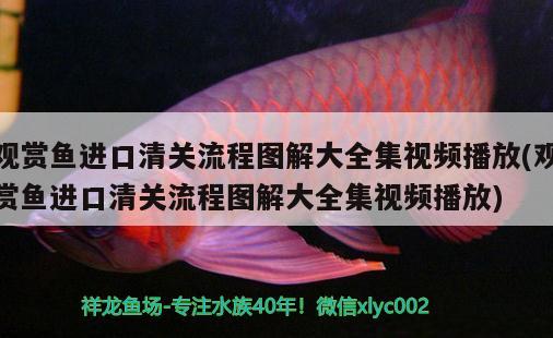 水鎮(zhèn)宅魚是財有水有魚財自來 巴西亞魚苗 第2張