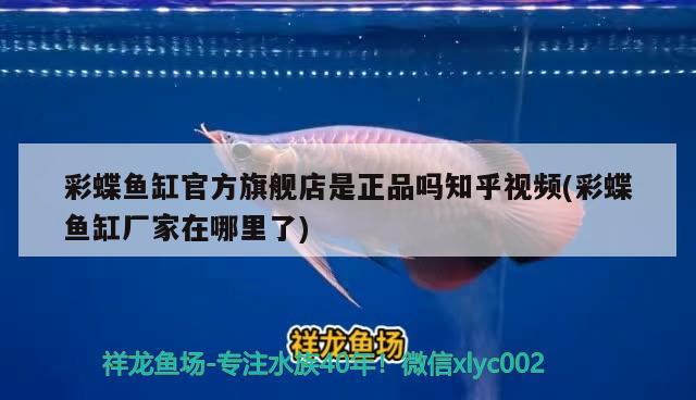 彩蝶魚缸官方旗艦店是正品嗎知乎視頻(彩蝶魚缸廠家在哪里了) 球鯊魚