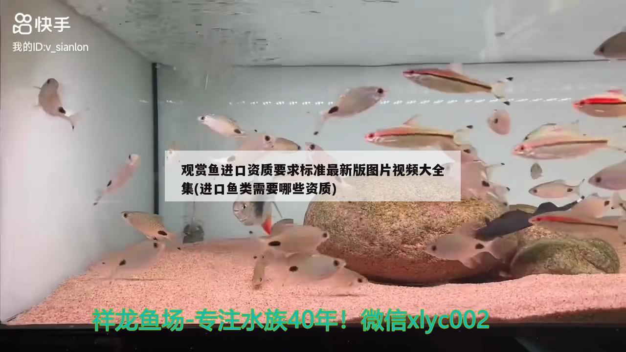 觀賞魚進(jìn)口資質(zhì)要求標(biāo)準(zhǔn)最新版圖片視頻大全集(進(jìn)口魚類需要哪些資質(zhì)) 觀賞魚進(jìn)出口