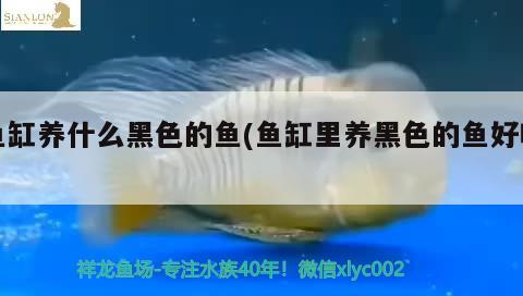 魚缸養(yǎng)什么黑色的魚(魚缸里養(yǎng)黑色的魚好嗎)