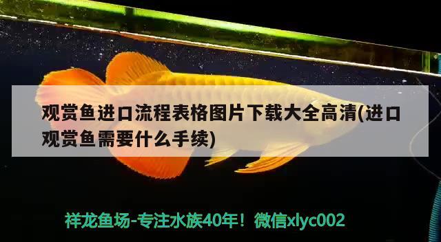 觀賞魚進口流程表格圖片下載大全高清(進口觀賞魚需要什么手續(xù))